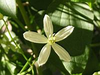 Clematis lanuginosa cv Lawsoniana (fam Renonculacees) (2) (Photo F. Mrugala)
